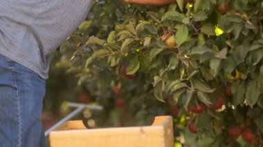 Yakın çekim. Ahşap kutular içinde elma hasat. Elma gruptaki koleksiyonunda bir işe alınan işçi. Göçmen işçiler, işgücü Turizm