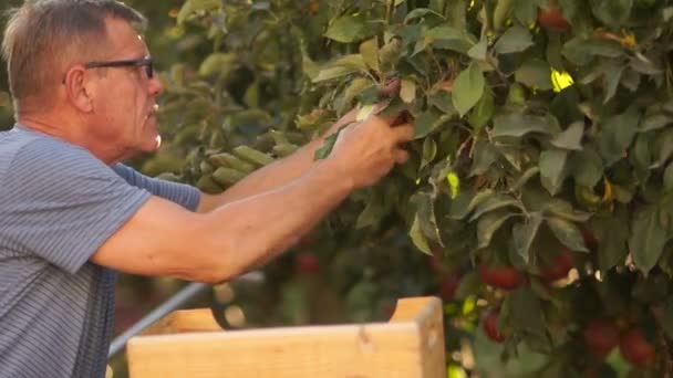 Cosechando manzanas en cajas de madera. Un trabajador contratado en la recolección de manzanas en la granja. Trabajadores migrantes, turismo laboral — Vídeos de Stock
