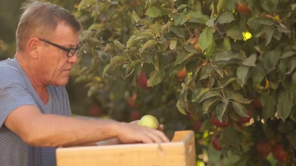 Un granjero anciano recoge manzanas rojas maduras de un árbol y las pone en una caja de madera. Granja ecológica — Vídeo de stock