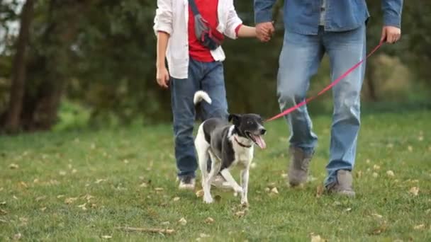 En man och en pojke promenad genom parken, gå sin svartvita hund på rött koppel. En lycklig familj — Stockvideo