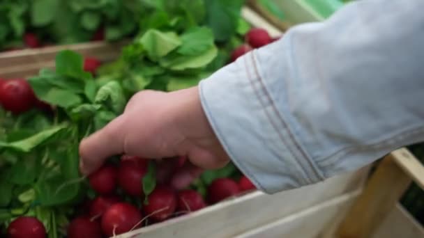 Onherkenbaar man pikt verse trossen van radijs met greens. Mannenhand, vegetarisme, gezond eten, winkelen in de supermarkt en in de bazaar — Stockvideo