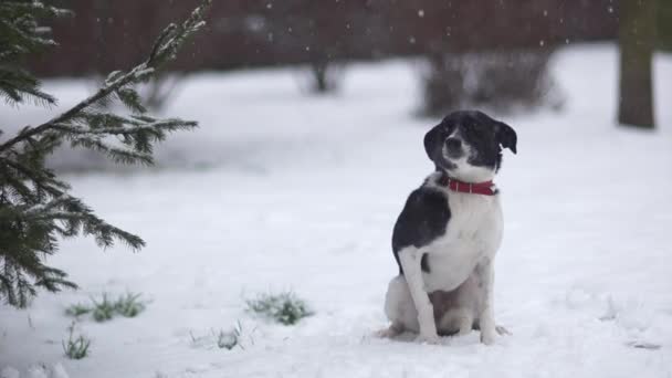 Retrato Pobre Cachorro Desabrigado Congelado Coberto Neve Cão Wolfish Com — Vídeo de Stock