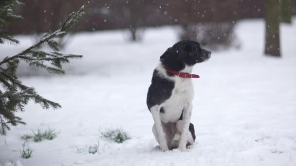 Einsam sitzt der gefrorene Mischling im Schnee unter einer Fichte. Der Hund hat sich im Winter verirrt — Stockvideo