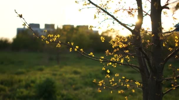Ökologisches Konzept. Plastikmüll auf den Ästen eines Baumes. Nahaufnahme eines Frühlingsbaums bei Sonnenuntergang, in den Sonnenstrahlen. Kunststoff stoppen — Stockvideo