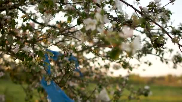 Residuos domésticos. Basura plástica en las ramas de los manzanos en flor. Contaminación plástica del planeta, cero residuos, puesta de sol en la ciudad — Vídeos de Stock