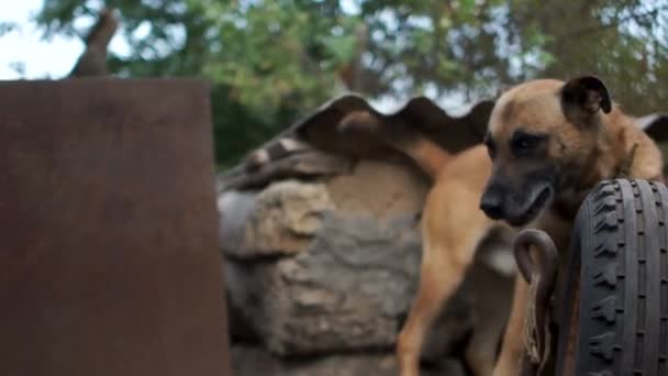 Um cão de guarda acorrentado no Booth Barks. O cãozinho de guarda no quintal da rua. Cão de guarda em uma cadeia na aldeia — Vídeo de Stock