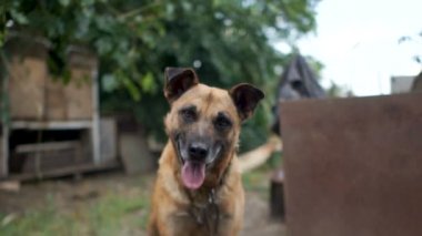 Mongrel ilgiyle kameraya bakar, kulaklarını kaldırır. Kırsal zincir köpek, yakın portre