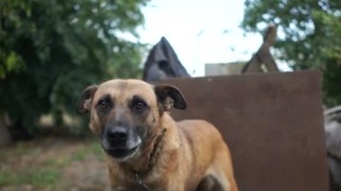 Yoldan geçenlere zincir köpek havlıyor. Zavallı köy avlusu ve muhafızı. Safkan bir köpeğin yakın portresi