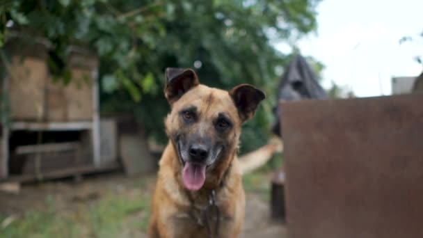 Mestizo mira con interés a la cámara, levantando las orejas. Cadena rural perro, retrato cercano — Vídeo de stock