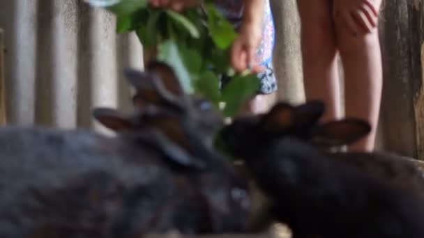 Králíček a malý černý králík jedí zelené listy z větví v kůlně. Králičí farma — Stock video