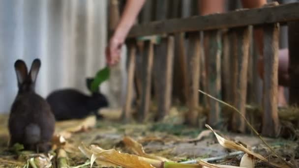 Seekor kelinci hitam dewasa memakan dedaunan hijau dari cabang sambil duduk di sebuah lumbung di sebuah kandang. Ladang Kelinci — Stok Video