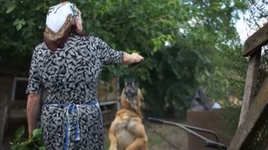 Zincirdeki köpek, yaşlı metresinin gelişine sevinir. Köy hayatı, yalnız fakir yaşlılık, sosyal kavram