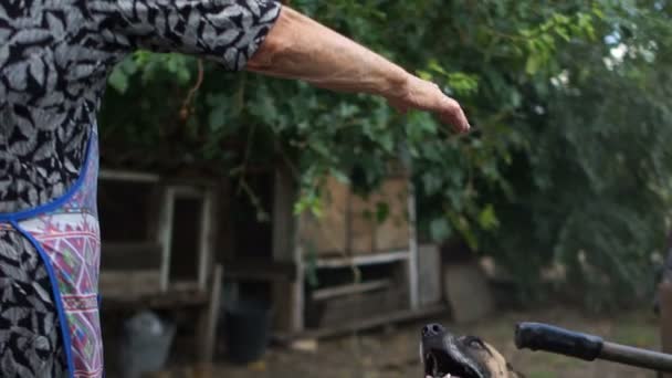 Mischling an einer Kette, freut sich der Hund und springt, als er seine betagte Herrin sieht. arme Landfrau und ihr Haustier — Stockvideo