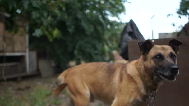 Der Dorfmischling versteckt sich in seinem Stand. Obdachloser Hund, Tierschutz, Tierheim für obdachlose Tiere — Stockvideo