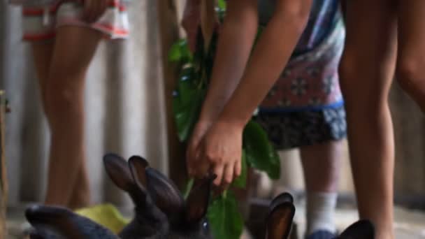 Senhora irreconhecível alimenta seus coelhos domésticos negros no celeiro na caneta. Fazenda de coelhos na aldeia — Vídeo de Stock