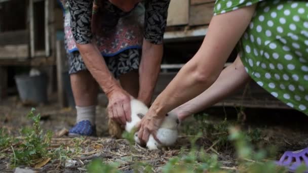 Two women holding a rabbit in their hands. The animal is very scared and is trying to break free. Rabbit farm, veterinary care, medical examination — Stock Video