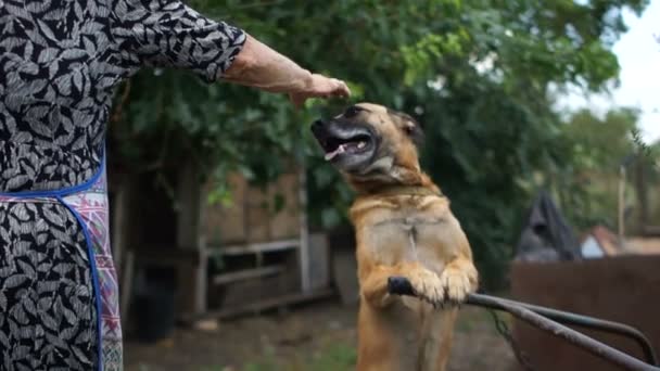 Зріла домогосподарка погладжує свого домашнього собаку. Собака на ланцюжку в сільському дворі біля будки — стокове відео