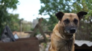 Zincirdeki köpek melezi mesafeye bakar. Bahçesinin kırsal bekçisi