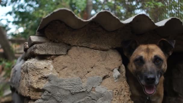 The dog on the chain moves back in fear in his kennel and barks from there. Rural pets, courtyard guard. Animal rights — Stock Video