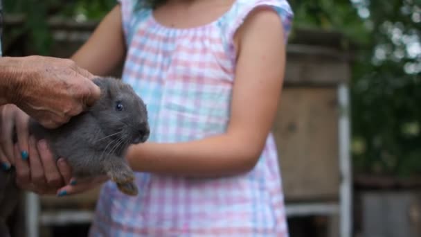 十代の女の子の手の中で灰色のウサギが出て、非常に怖いです。ウサギ農場、繁殖ペット、夏休み — ストック動画