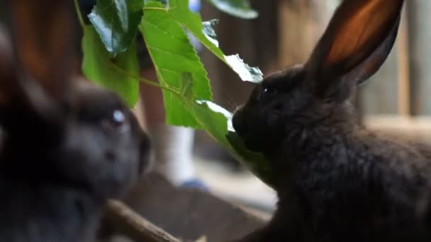Маленький кролик їсть зелене листя в ручці. кроляча ферма годує тварин — стокове відео
