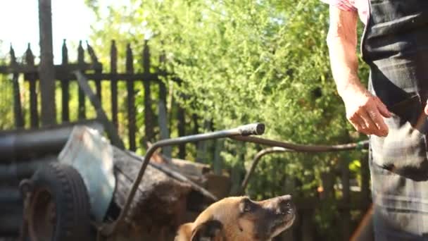 Perro de cadena es feliz y salta a la mano de su anciana casera. Patio rural pobre en Europa del Este — Vídeo de stock