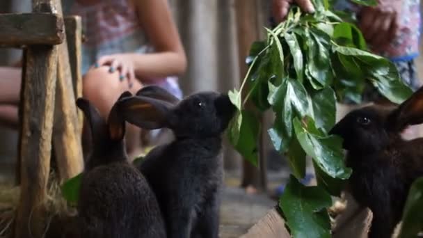 Feeding small rabbits in a cage. A family of black rabbits eating green foliage from branches in their pen in a shed — Stock Video