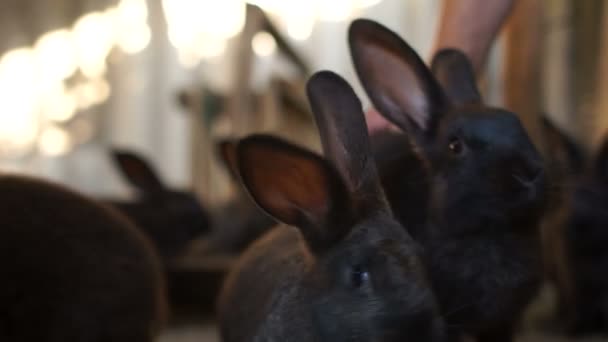 Una famiglia di conigli neri nel loro recinto. Conigli curiosi guardano nell'obiettivo della fotocamera. Allevamento di conigli, animali da fattoria — Video Stock