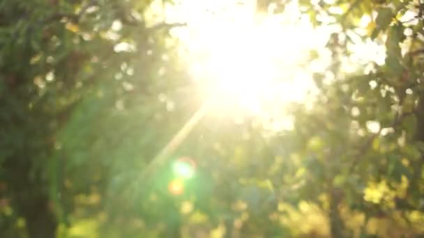 Красивий зрілий чоловік розважається зі своїми онуками в яблучному саду на тлі променів заходу сонця — стокове відео
