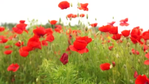 초원의 아름다운 붉은 양귀비 꽃에 바람이 불고 있다. 야생 양귀비의 관목 속에서 숨을 들 이 마시며, 가까이 서 풀을 뜯는다 — 비디오
