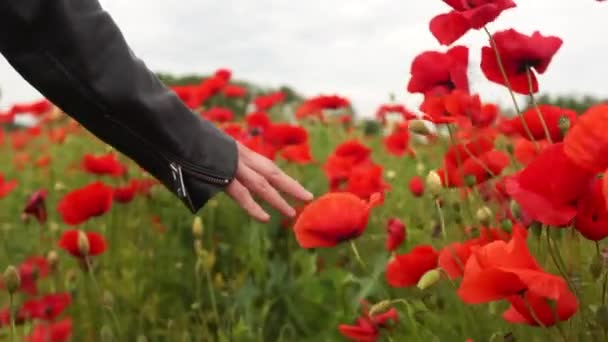 Ländliche Szene, weibliche Hand streicht über rote Mohnblumen. Großes Feld mit wilden Mohnblumen, Schönheitskonzept — Stockvideo