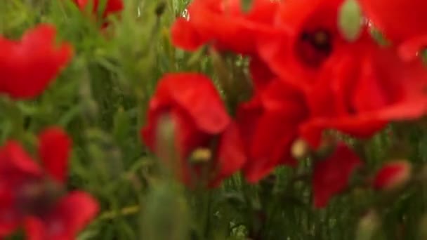 Een grote groep wilde klaprozen, rode bloemen, zichtbare knoppen en zaaddozen. Winderig weer — Stockvideo