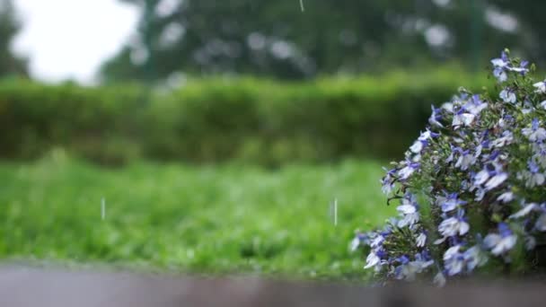 Zbliżenie kropel deszczu spadających na ścieżkę ogrodową i krzew kwiatów. Letni deszcz, płytki grad — Wideo stockowe