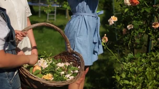 Kesik çiçekli bir sepetin yakın portresi. Anne ve kızları bahçede çalışır, güneşli bir günde sarı güller keserler. — Stok video