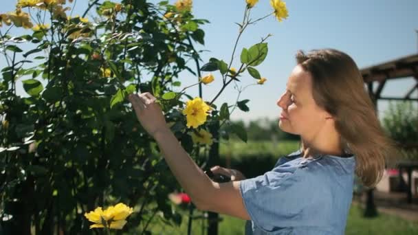 Reife, schöne Frau, die in ihrem Garten einen Baumschneider mit gelben Rosen schneidet. Eine Biene steht auf einer Blume. Strahlend sonniger Tag, glückliche Frau — Stockvideo