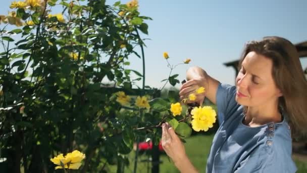 A lovely young woman prunes yellow roses with a pruner in her garden. Bright sunny day, happy woman — Stock Video