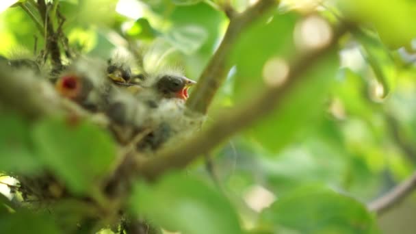 Bo med brudar på nära håll. Nestling i boet. Nyfödda kycklingar kläckta ur ägg. Vilda kycklingar i ett bo på grenar bland bladen öppna gula näbbar — Stockvideo