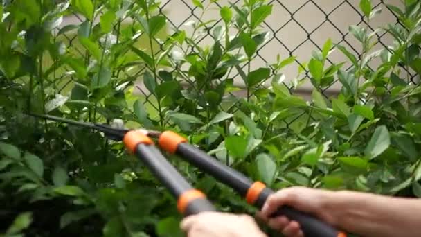 Aus nächster Nähe schneidet eine junge Frau in ihrem Garten Sträucher mit einer Astschere. Sommerwochenende, Freischneider — Stockvideo