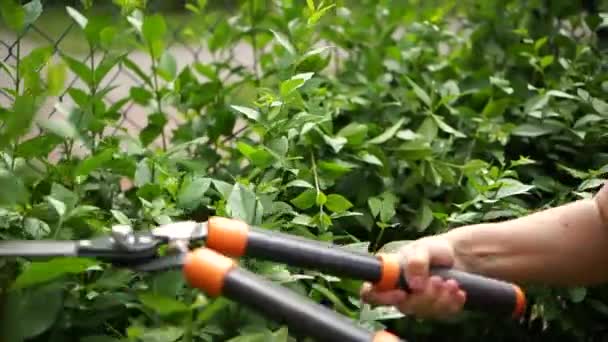 Mani femminili tagliare i cespugli con cesoie da giardino. Grandi cesoie da potatura per arbusti da giardino — Video Stock