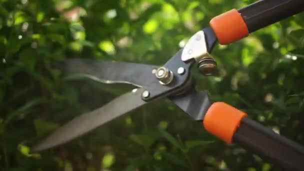 Kertészeti olló. Kerti munka. Bokrok metszése metszőollóval, cserjék vágása a kertben — Stock videók