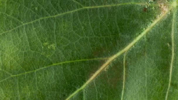 Timelapse Hoja Otoño Conseguir Amarillo Hermosa Animación Natural Macro Vista — Vídeos de Stock