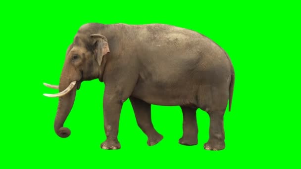 Elefante Indio Caminando Lentamente Bucle Sin Problemas Pantalla Verde Tiro — Vídeos de Stock