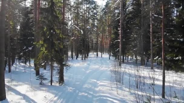 顺利稳定空中拍摄沿俄罗斯松树林 美丽的阳光明媚的寒冷雪自然没有人 雪是从树枝上掉下来的 — 图库视频影像