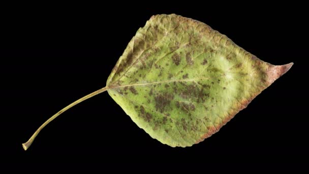 Timelapse Van Autumn Leaf Veroudering Prachtige Natuurlijke Animatie Zwarte Achtergrond — Stockvideo