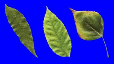 Sonbahar Timelapse yaşlanma, güzel doğal animasyon, mavi renk anahtarı ile alfa kanalında izole üç farklı yaprakları bir dizi bırakır.