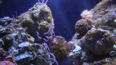 Güzel balık akvaryumu, derin sualtı dünya görünümü, farklı su hayvan türleri yüzme, doğal ışık ışınları ile deniz sahnesi görünümü, su, mükemmel arka plan doku ile parlayan