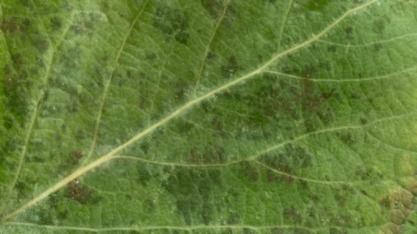 Timelapse Feuille Automne Devenant Jaune Belle Animation Naturelle Macro Vue — Video