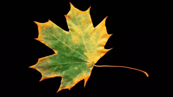 黄色を得る秋の葉のタイムラプス 黒の背景に美しい自然アニメーション アルファチャンネルで隔離 — ストック動画