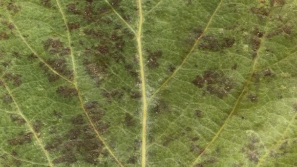 Timelapse Folha Outono Envelhecimento Bela Animação Natural Macro Vista Perto — Vídeo de Stock