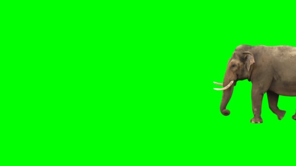 Elefante Indiano Andando Através Moldura Tela Verde Tiro Real Isolado — Vídeo de Stock